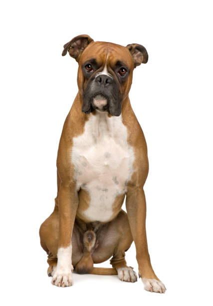 Boxer in front of a white background