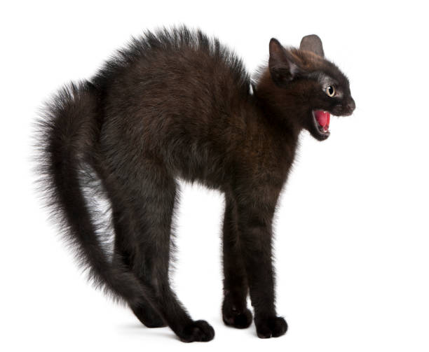 Scaredy kat hi-res stock photography and images - Alamy
