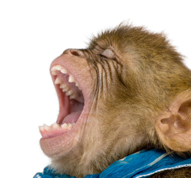 giovane macaco barbaresco con la bocca aperta, macaca sylvanus, 1 anno, su sfondo bianco, scatto in studio - studio shot mouth open horizontal head and shoulders foto e immagini stock