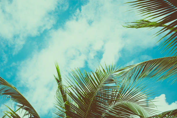 istock Palm tree under blue sky. Vintage background. Travel card. Vintage effect. 877332978