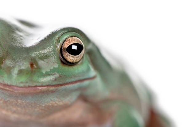 primo-up di australian green tree frog, litoria caerulea, scatto in studio - whites tree frog foto e immagini stock