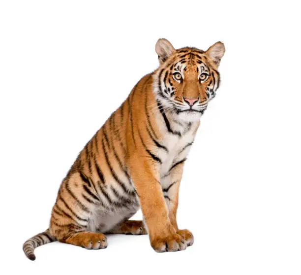 Portrait of Bengal Tiger, Panthera tigris tigris, 1 year old, sitting in front of white background, studio shot