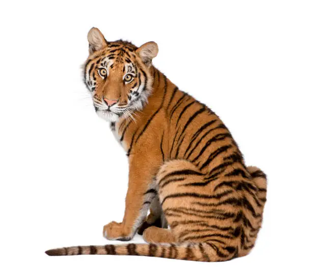 Photo of Portrait of Bengal Tiger, 1 year old, sitting in front of white background, studio shot, Panthera tigris tigris