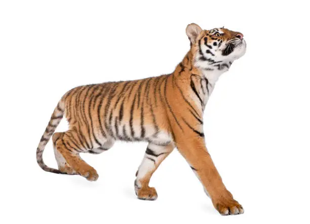 Photo of Bengal Tiger, Panthera tigris tigris, 1 year old, walking in front of white background, studio shot