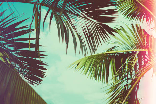 istock Palm tree under blue sky. Vintage background. Travel card. Vintage effect. 877333760