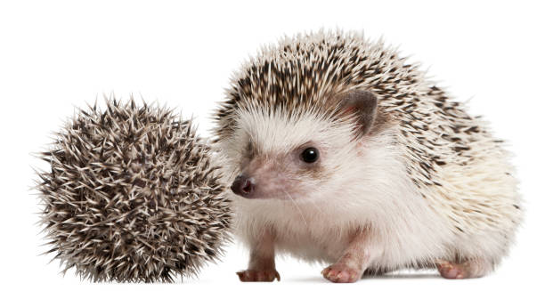 istock Four-toed Hedgehogs, Atelerix albiventris, 3 weeks old, in front of white background 877333820