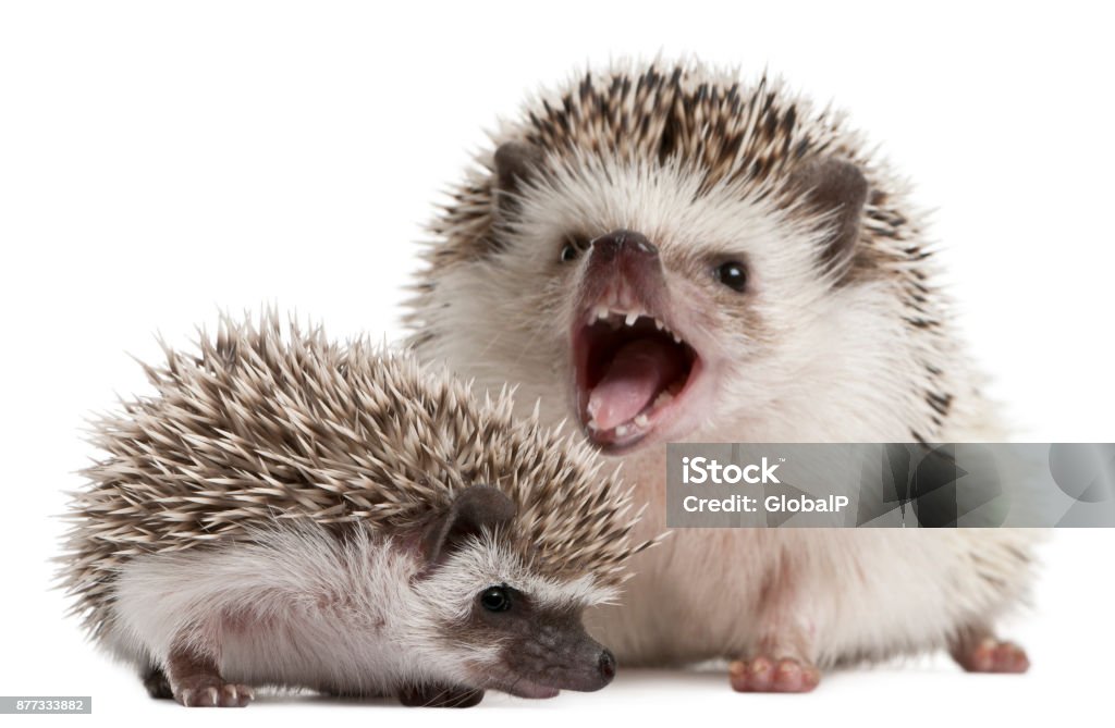Four-toed Hedgehogs, Atelerix albiventris, 3 weeks old, in front of white background Hedgehog Stock Photo