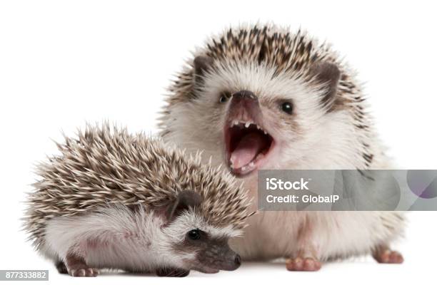 Fourtoed Hedgehogs Atelerix Albiventris 3 Weeks Old In Front Of White Background Stock Photo - Download Image Now
