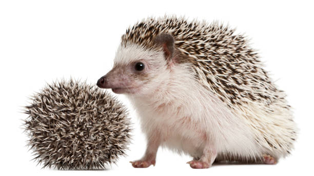 istock Four-toed Hedgehogs, Atelerix albiventris, 3 weeks old, in front of white background 877333892