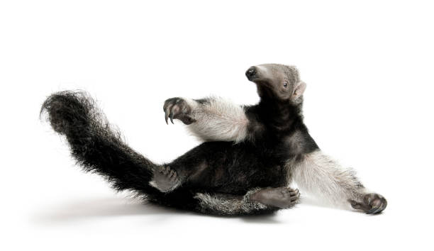 Young Giant Anteater, Myrmecophaga tridactyla, 3 months old, sitting in front of white background, studio shot Young Giant Anteater, Myrmecophaga tridactyla, 3 months old, sitting in front of white background, studio shot Giant Anteater stock pictures, royalty-free photos & images