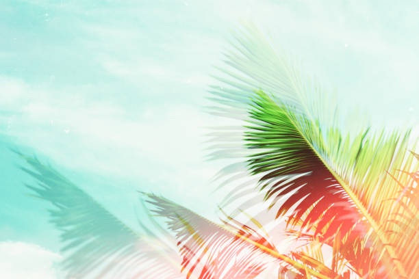 istock Palm tree under blue sky. Vintage background. Travel card. Vintage effect. 877334000