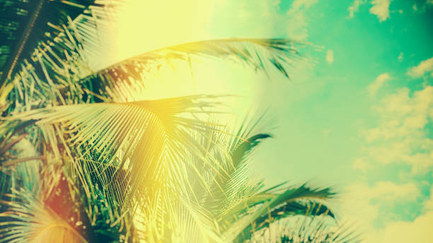 istock Palm tree under blue sky. Vintage background. Travel card. Vintage effect. 877334002