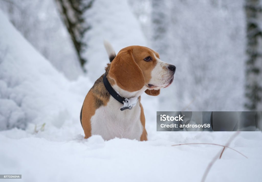 Beagle Hund wandern im verschneiten Winterwald - Lizenzfrei Atelier Stock-Foto