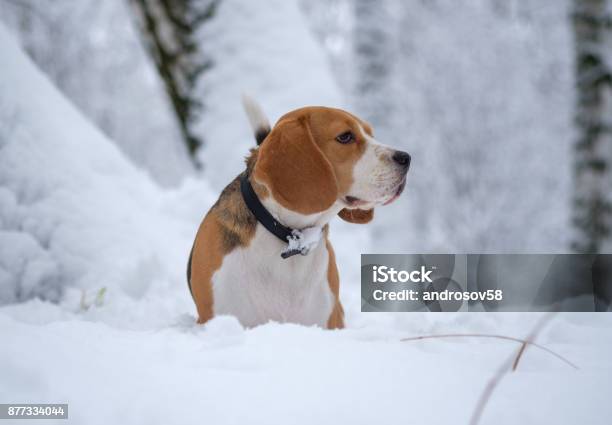 Beagle Hund Wandern Im Verschneiten Winterwald Stockfoto und mehr Bilder von Atelier - Atelier, Beagle, Bedeckter Himmel