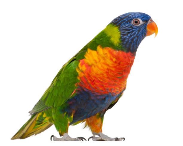 Rainbow Lorikeet, Trichoglossus haematodus, 3 years old, standing in front of white background Rainbow Lorikeet, Trichoglossus haematodus, 3 years old, standing in front of white background lorikeet photos stock pictures, royalty-free photos & images