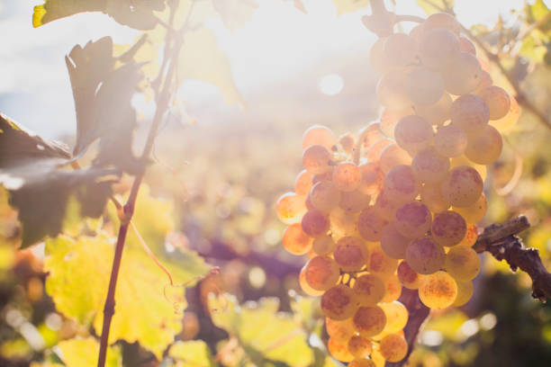 nahaufnahme von reife weiße rebsorte auf dem wein hof - vineyard in a row crop california stock-fotos und bilder