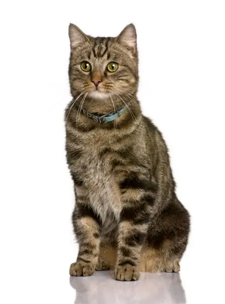 Photo of Cat, 2 years old, sitting in front of white background, studio shot