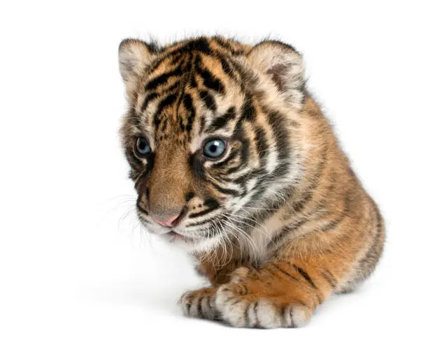 Photo of Sumatran Tiger cub, Panthera tigris sumatrae, 3 weeks old, in front of white background