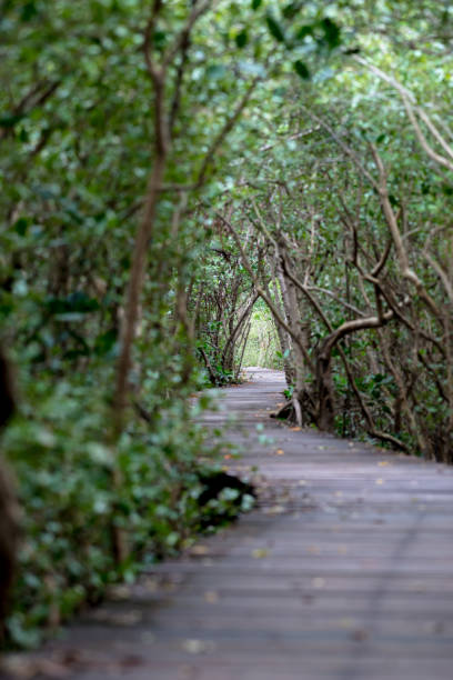 istock Mangrove forest walkway at Phetchaburi ,Thailand 877336774