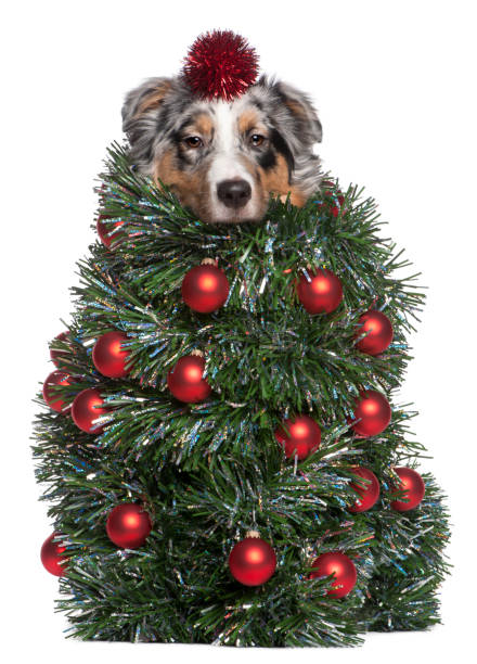 istock Australian Shepherd dog dressed as Christmas tree, 7 months old, in front of white background 877336896