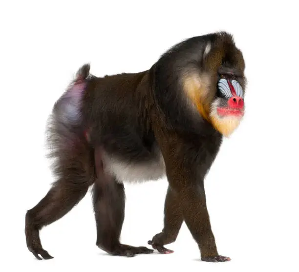 mandrill (Mandrillus sphinx) is a primate of the Old World monkey 22 years old