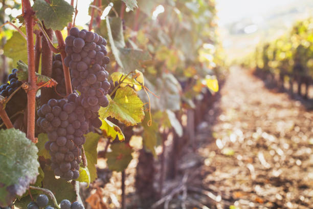 uva matura per vino sul ramo - vineyard in a row crop california foto e immagini stock