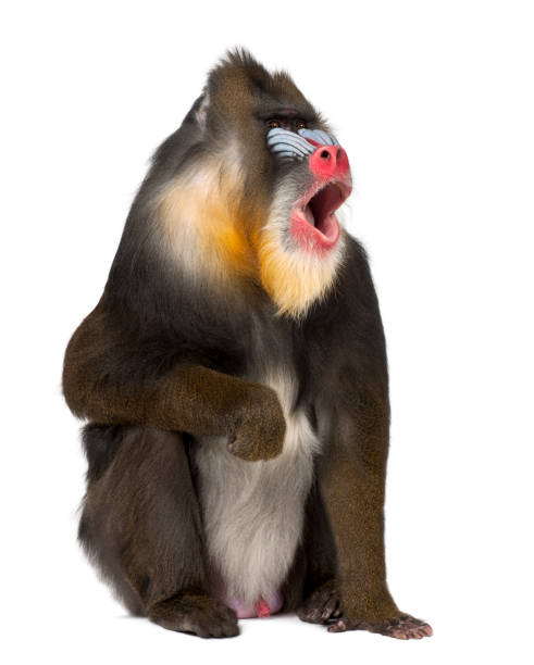 mandrill sitting and shouting - mandrillus sphinx (22 years old) is a primate of the old world monkey - mandril imagens e fotografias de stock