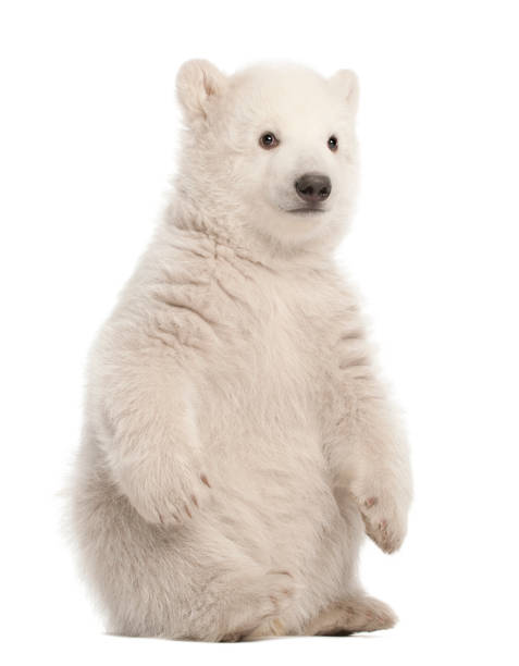 istock Polar bear cub, Ursus maritimus, 3 months old, sitting against white background 877337252