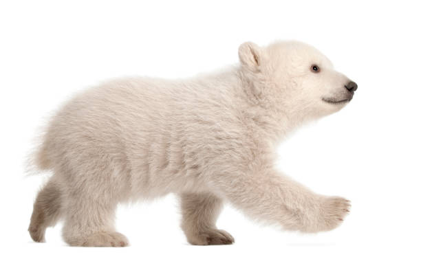 istock Polar bear cub, Ursus maritimus, 3 months old, walking against white background 877337254