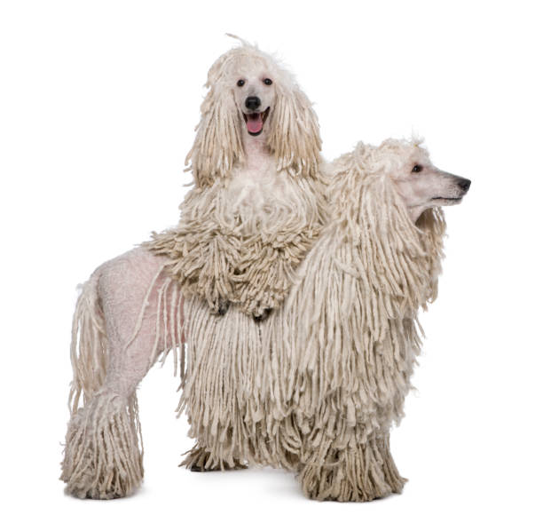 istock Two White Corded standard Poodles standing in front of white background 877337260