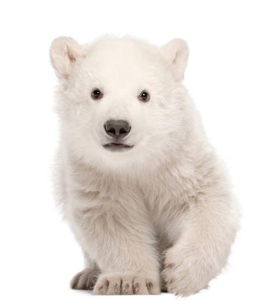 istock Polar bear cub, Ursus maritimus, 3 months old, standing against white background 877337282