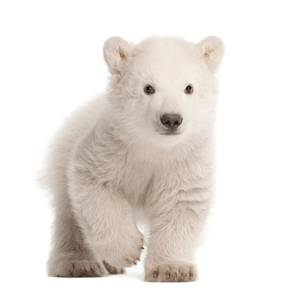 Polar bear cub, Ursus maritimus, 3 months old, walking against white background