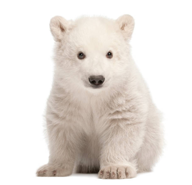 istock Polar bear cub, Ursus maritimus, 3 months old, sitting against white background 877337344