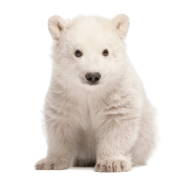 niedźwiedź polarny, ursus maritimus, 3 miesiące, siedzący na białym tle - polar bear young animal cub isolated zdjęcia i obrazy z banku zdjęć