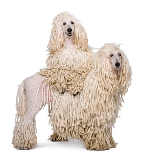 istock Two White Corded standard Poodles in front of white background 877337350