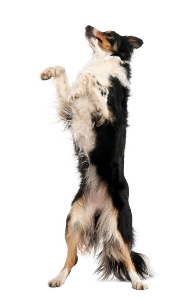 istock Border Collie standing on hind legs against white background 877337352