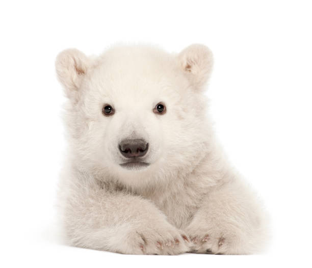 istock Polar bear cub, Ursus maritimus, 3 months old, lying against white background 877337392