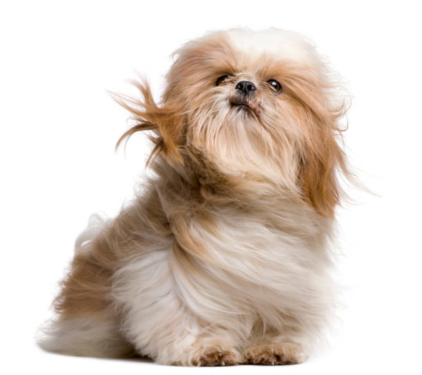 Shih-Tzu with windblown hair, sitting in front of white background Shih-Tzu with windblown hair, sitting in front of white background shih tzu stock pictures, royalty-free photos & images