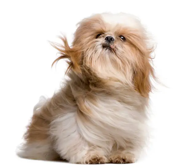 Shih-Tzu with windblown hair, sitting in front of white background