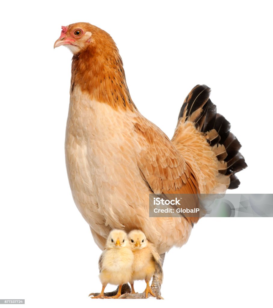 Hen Với Gà Con Của Nó Hình ảnh Sẵn có - Tải xuống Hình ảnh Ngay ...