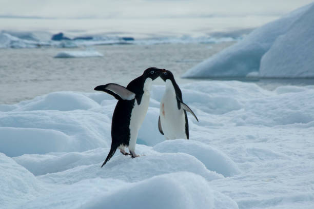 istock Devil Island, adelie penguins on ice in harbour 877337826