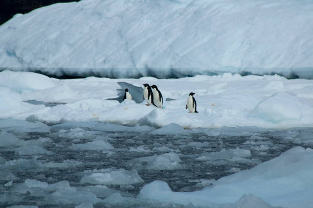 istock Devil Island, adelie penguins on ice in harbour 877337830