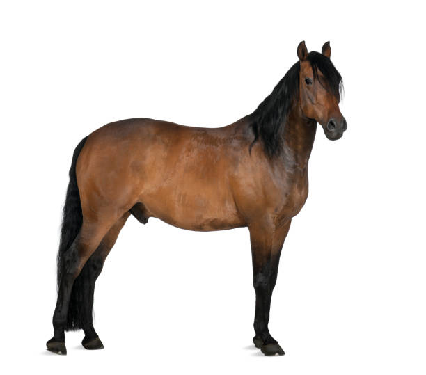 crossbreed cavalo isolado no branco - crossbreeding - fotografias e filmes do acervo