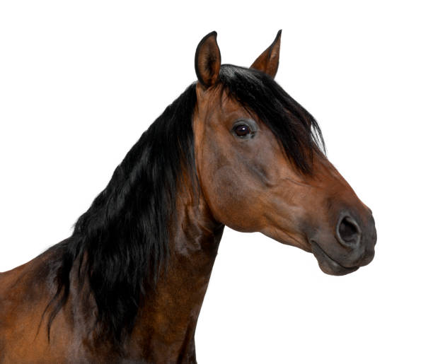 istock Crossbreed horse isolated on white 877337848