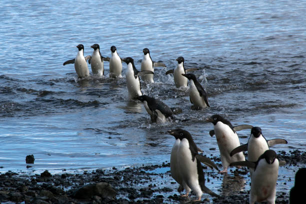 istock Group of adelie penguins on pebble beach 877338232