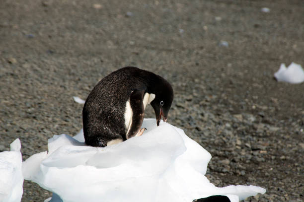 istock Adelie penguin on top of ice on beach 877340742