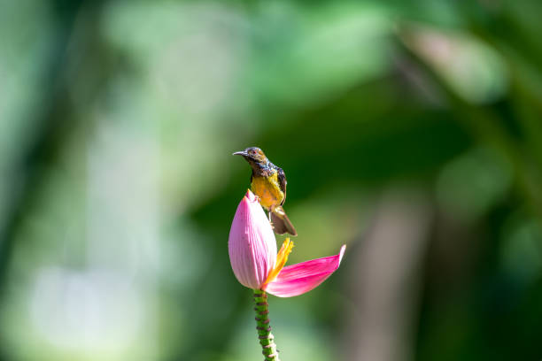 istock Brown-throated Sunbird or Plain-throated Sunbird. 877345166