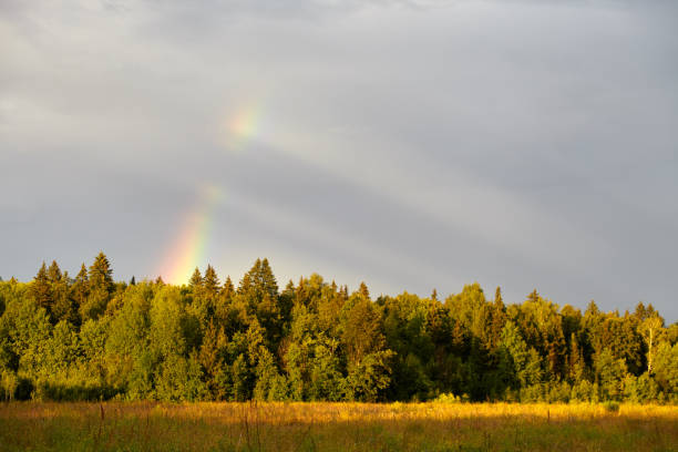 istock Rainbow in summer in the field 877348672