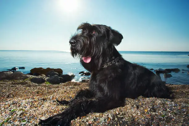 Giant schnauzer laying on a beach with the sun behind