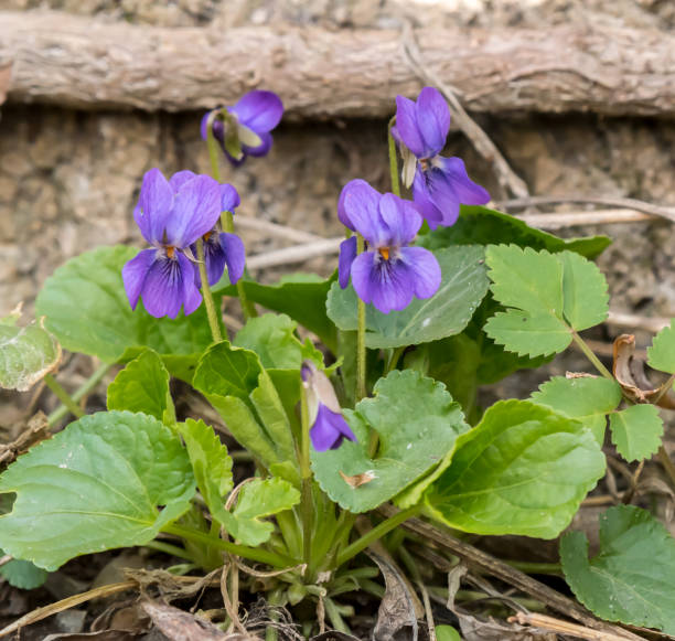 istock Closeup of violets (Viola odorata) in a deciduous forest 877356044
